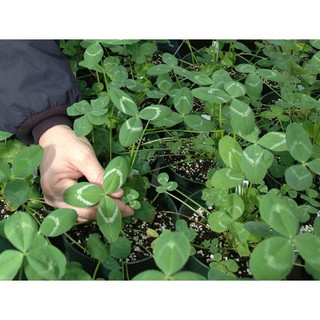 700+ เมล็ด โคลเวอร์อาปาเช่ - Apache Arrowleaf Clover