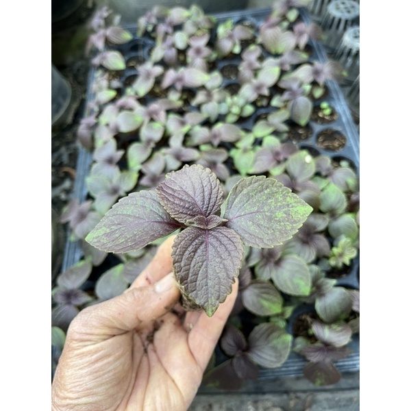 ต้นกล้าชิโสะ โอบะ งาเกาหลี สีแดง (กลิ่นโอบะ) สั่งซื้อ 8 ขึ้นไป แถม 1 (ขั้นต่ำ 2 ต้น)