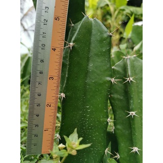 คัดตอคุณภาพดี ตอสามเหลี่ยม​ 5 นิ้ว ตัดสด Cactus แคคตัส กระบองเพชร ราคาถูก​ สามเหลี่ยม​ 3เหลี่ยม ตอ ตลาดตอ ตอกราฟ