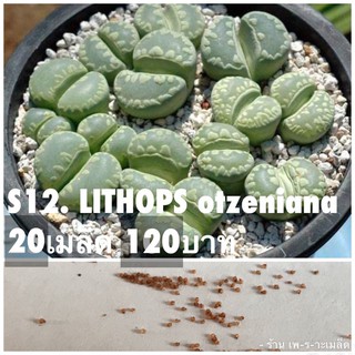 s12. LITHOPS otzeniana 20เมล็ด 120บาท