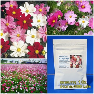 ( 1 ออนซ์ ) เมล็ดพันธุ์ ดาวกระจายเซนเซชั่น คละสี (Sensation Cosmos Flower Seed) ขนาด 1 ออนซ์ ประมาณ 4000 เมล็ด