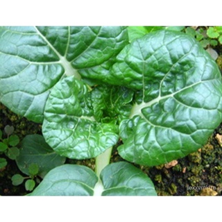 Buy 1 Free 1 150 seeds Nai Bak Milky White Bak Choy Dwarf Brassica Rapa Genuine Premium Seeds芹菜/种子/内裤/手链/母婴/seeds/上衣/通心菜