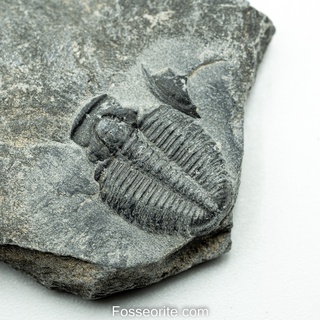 [อายุกว่า 505 ล้านปี!!!] #173 ฟอสซิล ไทรโลไบต์ Elrathia Kingi Trilobite ของแท้ ขนาดเล็ก บน Matrix จาก USA