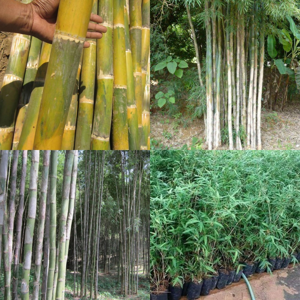 เมล็ดพันธุ์ไผ่รวก เมล็ดไผ่รวก 120 เมล็ด 100 บาท / 50 เมล็ด 60 บาท