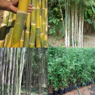 ไผ่รวก hyrsostachys siamensis ต้นกล้าเพาะเมล็ด แข็งแรง พร้อมปลูก ลำไม้ตรง เหนียว มีประโยชน์ใช้สอย หน่อรับประทานได้
