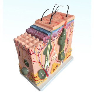 Human Skin Structure Anatomy Model Medical Education Teaching Tool Equipment XGPQ