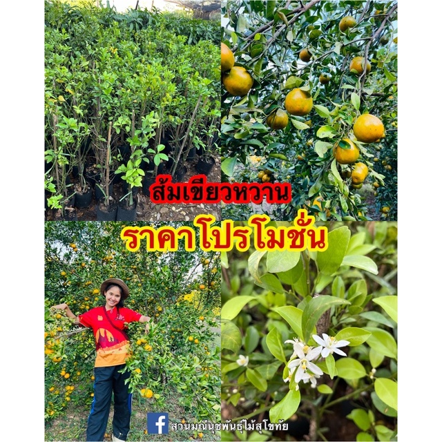ส้มเขียวหวาน พันธุ์สีทอง (กิ่งตอน/เสียบ)แท้จากแม่สิน ศรีสัชนาลัย สุโขทัย 🍊  | Shopee Thailand