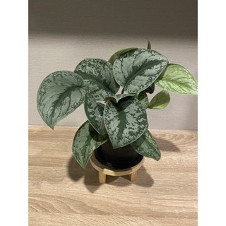 พลูหัวใจแนบ scindapsus pictus Exotica