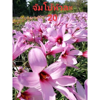 บัวดินจัมโบ้(บัวดินพันธุ์ที่ดอกใหญ่ที่สุดหัวขนาดพร้อมออกดอก)