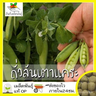 เมล็ดอวบอ้วน100%เมล็ดพันธุ์ ถั่วลันเตาแคระ 5 เมล็ด Tom Thumb Dwarf Pea Seed เมล็ดพันธุ์แท้ นำเข้าจากต่างประเทศ ปลูกผัก ส