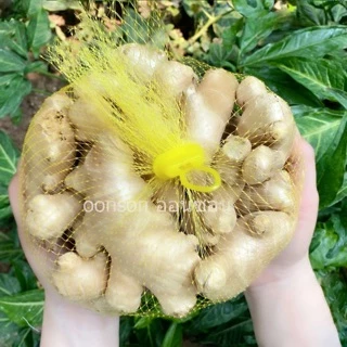 ขิงสด แก่ ของไทย ปลูกที่เขาค้อ แพ็คถุงตาข่ายสีเหลือง 1 กิโล