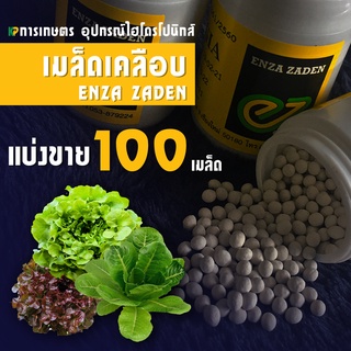 เมล็ดพันธุ์ผักสลัด เอนซ่า [ENZA ZADEN] แบบแบ่งขาย 100 เมล็ด | KP การเกษตร