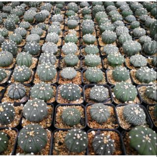 แอสโตร Astrophytum กระบองเพชร แคดตัส แอสทีเรียส นูดัม