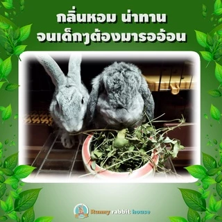 ลด40%ในlive🔥ใบถั่วกลาบาต้าอบแห้ง มีสารอาหารครบได้ทั้งอาหารหลักอาหารเสริม เหมาะสำหรับสัตว์ฟันแทะ กระต่าย แพรี่ด็อก แกสบี้