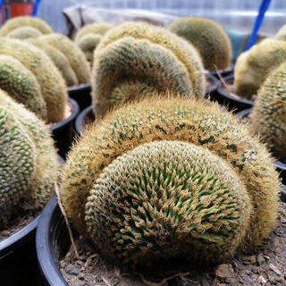 [ถูกสุด] Cactus กระบองทอง คริสตาต้า กระบองเพชร แคคตัส