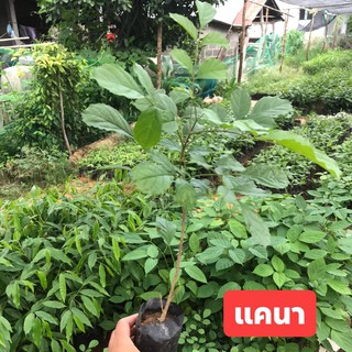 ต้นแคนา 🍃 สูง 60-100 เซนติเมตร #กล้าไม้ป่าไม้เศรษฐกิจ