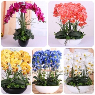 （อัตราการปลูกสูง）50 Pcs Phalaenopsis Orchid Seeds Mixed Balcony Garden Potted Bonsai Plants Flower Seed บอนไซ Home Flowe