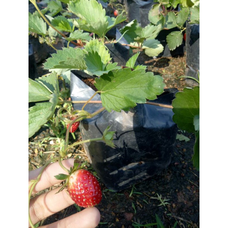 ต้นสตรอว์เบอร์รี (strawberry) ผลอร่อย