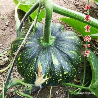 Zhuqi Flower Seed Industry Taiwan Honey Pumpkin Seed Small Mill Plate Chestnut Flat Round Soft Glutinous Pumpkin Seed Fa