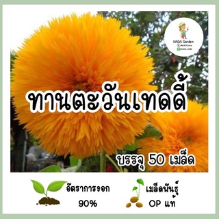 เมล็ดพันธุ์ ทานตะวันเทดดี้เเบร์ 50เมล็ด