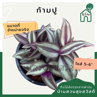 ก้ามปูหลุด กระถาง 5-6 นิ้ว ต้นโกสน ใบกำมะหยี่สวย เป็นไม้แดด ไม้ด่างสวย ใบสีสันสดใส