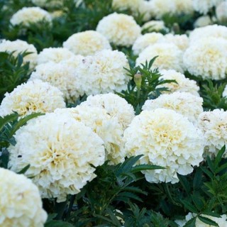 เมล็ดพันธุ์ ดาวเรืองสีขาว (White African Marigold) บรรจุ 10 และ 40 เมล็ด