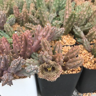 ต้นเก๋ง เก๋งจีน ยกกอ hystrix ขายเหมา 3 ต้น จากฟาร์ม cactusdreamyok