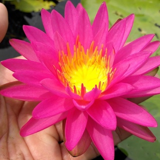 100 เมล็ด เมล็ดบัว สีชมพู นำเข้า บัวนอก สายพันธุ์เมล็ดบัว Waterlily Nymphaea Seeds