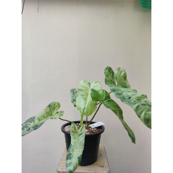 Philodendron Paraiso Verde พาไรโซ่