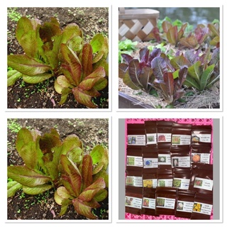 เมล็ดพันธุ์ ผักสลัด คิมมารอน (Cimmaron Romaine Lettuce Seed) บรรจุ 50 เมล็ด