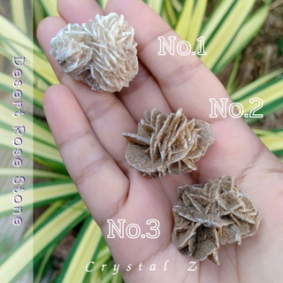 Desert Rose Selenite | กุหลาบทะเลทราย หินธรรมชาติ หินมงคล - Crystal Z