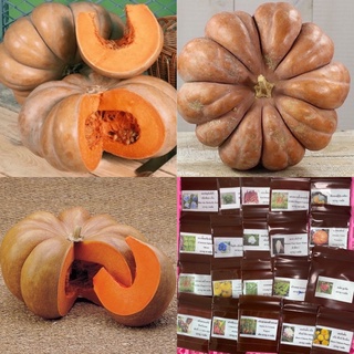 เมล็ดพันธุ์ ฟักทอง มัสกี้ (Musquee De Provence Pumpkin Seed) บรรจุ 3 เมล็ด