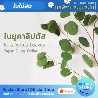 ใบยูคาลิปตัส ใบกลมใหญ่ Silver Dollar | Fresh Silver Dollar Eucalyptus Leaves