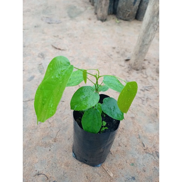 ต้นย่านางแดง ยอดอ่อนใบอ่อน กินเป็นผักสมุนไพร ส่งถุงเล็ก