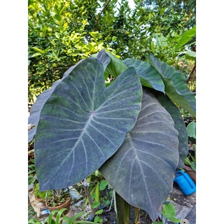 🪴แบล็คเมจิกกลาย(หน่อตัดสด) colocasia Black magic ver.