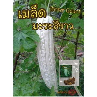 เมล็ดมะระขาว จีนลูกยาว ขมน้อย 5 เมล็ด  Bitter Gourd เมล็ดพันธุ์แท้นำเข้าจากต่างประเทศ