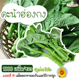 เมล็ดพันธุ์คะน้าฮ่องกง 1000 เมล็ด อัตราการงอก95% ปลูกง่าย โตไว (แถมฟรี เมล็ดผักทุกออเดอร์)