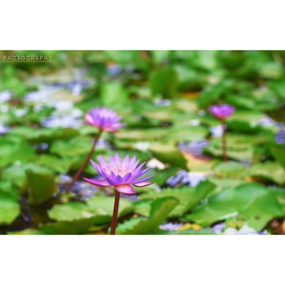 7 เมล็ด เมล็ดบัว สีม่วง ดอกใหญ่ สายพันธุ์เมล็ดบัว ดอกบัว Lotus seeds.