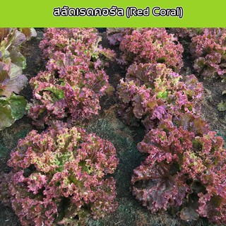 🌱เมล็ดผักสลัด เรดโครอล 100 เมล็ด 10 บาท 📌งอกดีมีคู่มือการปลูก (Red Coral) / ผักอินทรีย์ เมล็ดพันธุ์ เมล็ดผัก