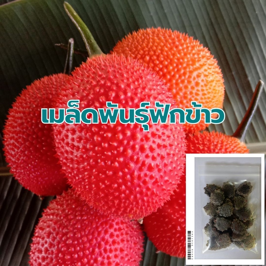 เมล็ดฟักข้าว ซองละ 23 เมล็ด ราคา 20บาท