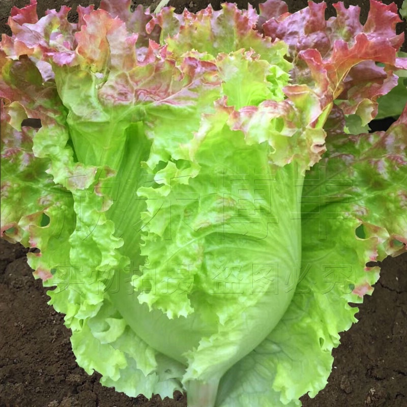เมล็ดพันธุ์ ผักกาดหอมอิตาลี สีแดงอ่อน (Red Italian Lettuce Seed) บรรจุ 100 เมล็ด หัวใหญ่ กรอบมาก หวาน ราคา ถูกที่สุด ดีลบีเคเค แกลเลอรีภาพที่ 3