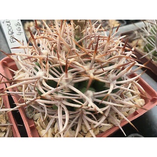 แคคตัส Gymnocalycium ferox v. ferocior หายากค่ะ ส่งถอดกระถางเท่านั้น