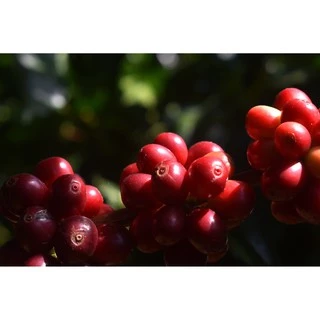 เมล็ดกาแฟ(บดฟรี) โรบัสต้า Espresso Strong เกรด A /// 1 ถุง รวม 250 ก./// คั่วใหม่ ทุกออเดอร์ Daniel's Artisan Roastery