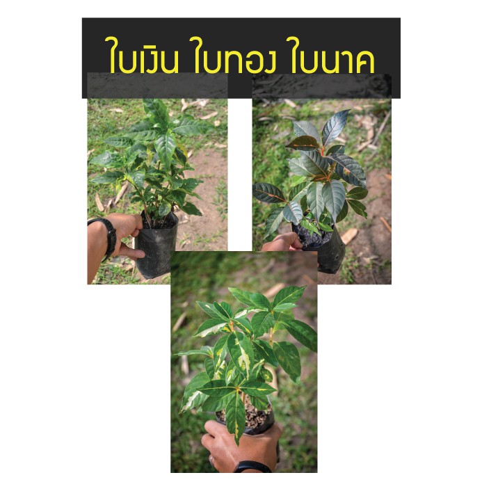 ใบเงิน ใบทอง ใบนาค ไม้มงคล ปลูกติดบ้านมั่งมีศรีสุข ต้นสูง 20-30 cm