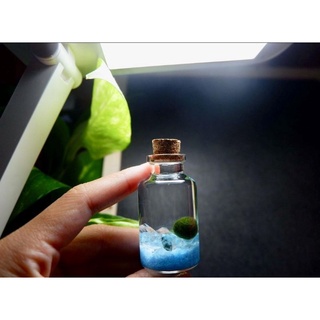 🟡พร้อมส่ง🟡 มาริโมะ 0.8 cm G (ฟ้า) ฟรีปุ๋ยอาหาร Mossball Marimo มีคู่มือการเลี้ยงให้