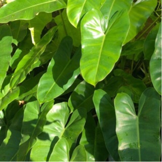 ฟิโลเดนดรอนมรกตหยก Philodendron burle marxii