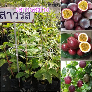 🍒ต้นเสาวรส​ ม่วง รสชาติหมาน ผิวสีม่วง กิ่งปักชำ 30cm