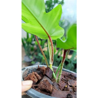 ฟิโลก้ามกุ้งขนแดง Philodendron Squamiferums