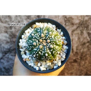 แคคตัส แอสโตรไฟตัม ซุปเปอร์คาบูโตะ วี (Astrophytum super kabuto v type)