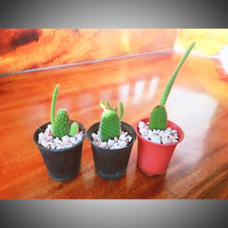 𝑶𝒑𝒖𝒏𝒕𝒊𝒂 𝑴𝒊𝒄𝒓𝒐𝒅𝒂𝒔𝒚𝒔 ♡ มิ้กกี้ส้ม •30 ฿🌵เสมานาค